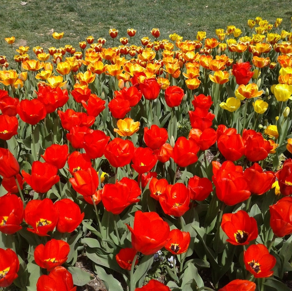 Meet your Posher, Lily